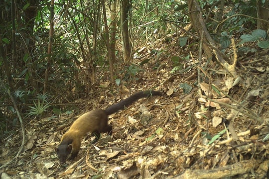 Nghệ An dự kiến thành lập thêm 2 khu bảo tồn thiên nhiên mới