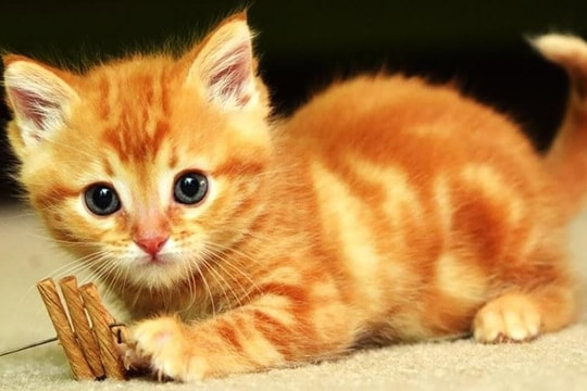 Xem tử vi hôm nay, tử vi 12 con giáp ngày 29/01/2026: Tuổi Mão công việc hanh thông