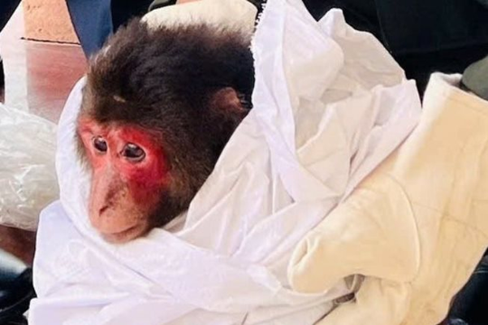 Quảng Trị tiếp nhận một cá thể khỉ mặt đỏ nguy cấp, quý hiếm