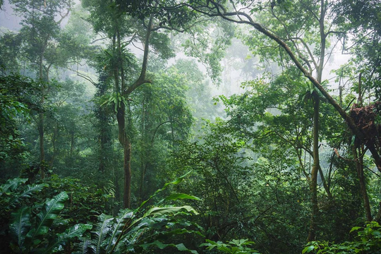 Tăng kinh phí bảo vệ rừng đặc dụng theo Nghị định mới của Chính phủ