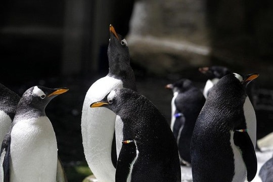 Dịch cúm gia cầm đẩy chim cánh cụt châu Phi sát nguy cơ tuyệt chủng