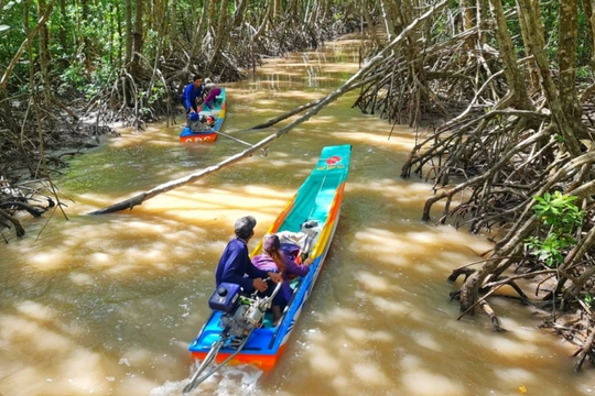 Cà Mau phê duyệt phương án quản lý bền vững hơn 23.000 ha rừng khu vực Đất Mũi