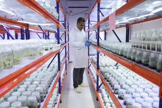 Giới khoa học Iraq “huấn luyện” cây chà là thích ứng nắng nóng, xâm nhập mặn