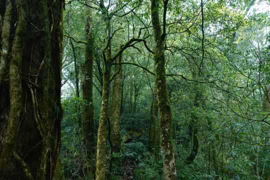 Thái Nguyên đẩy mạnh giao khoán, hỗ trợ bảo vệ hơn 115.000ha rừng