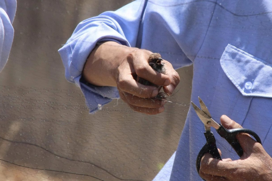 Khánh Hòa tăng cường giải pháp bảo vệ rừng, chấn chỉnh tình trạng săn bắt chim yến trái phép