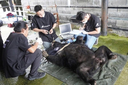 Cứu hộ gấu ngựa bị nuôi nhốt hơn 25 năm ở Đà Nẵng