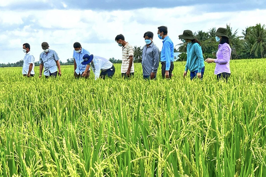 Ngành lúa gạo chuyển mình theo hướng bền vững từ Đề án 1 triệu hécta