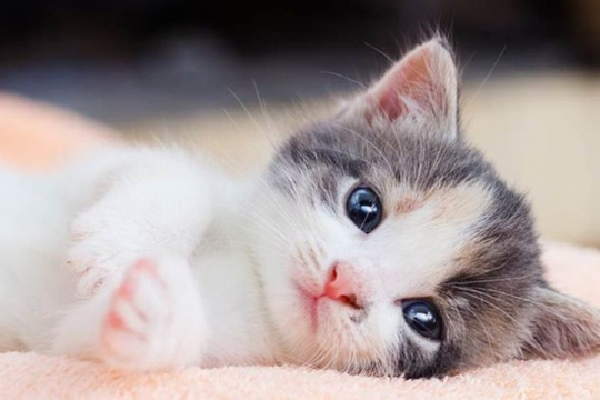 Xem tử vi hôm nay, tử vi 12 con giáp ngày 04/02/2026: Tuổi Mão gặp ngày đại cát, tuổi Thìn được quý nhân trợ lực