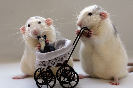 Xem tử vi hôm nay, tử vi 12 con giáp ngày 05/02/2026: Tuổi Tý có quý nhân trợ giúp, tuổi Dậu đề phòng thị phi