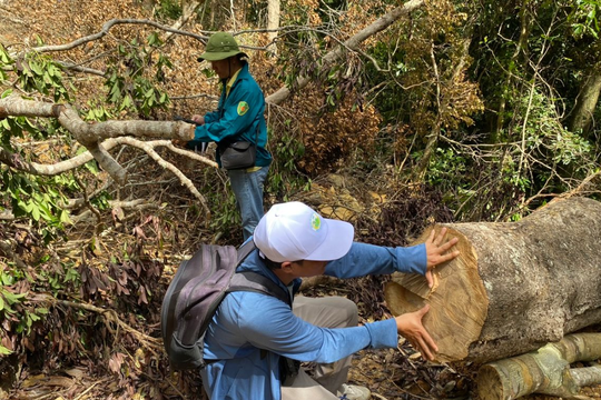 Khánh Hòa chủ động ngăn chặn phá rừng, cháy rừng dịp Tết