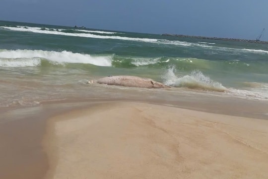 Cá voi nặng khoảng 1 tấn trôi dạt vào bờ biển Quảng Trị