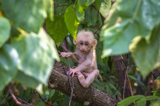Xem tử vi hôm nay, tử vi 12 con giáp ngày 11/02/2026: Tuổi Thân hanh thông, tuổi Tuất cẩn trọng