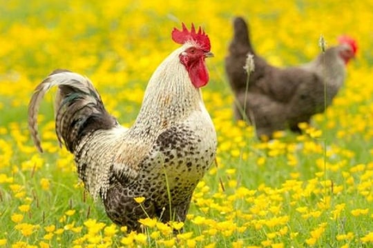 Xem tử vi hôm nay, tử vi 12 con giáp ngày 17/02/2026: Tuổi Tý tránh nóng vội, tuổi Dậu nên mềm mỏng