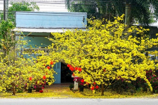 Mai vàng - hành trình từ núi rừng nắng gió đến biểu tượng Tết Nam bộ