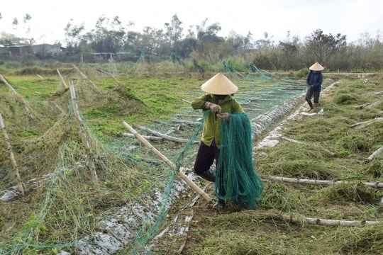 Cần Thơ hỗ trợ đến 70% thiệt hại cho nông dân sau thiên tai