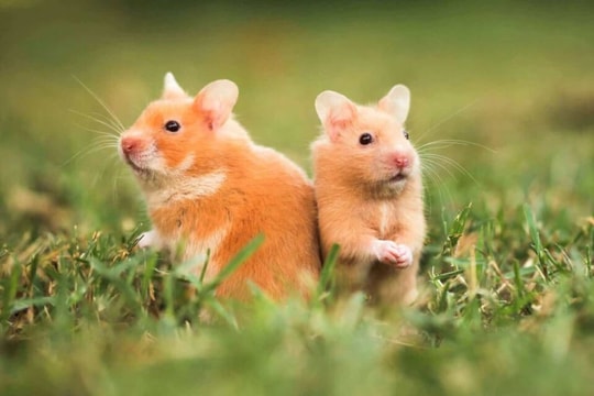 Xem tử vi hôm nay, tử vi 12 con giáp ngày 14/02/2026: Tuổi Tý tình cảm khởi sắc, tuổi Tuất cần thận trọng