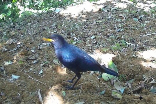 Phát hiện nhiều loài chim quý hiếm trong rừng đặc dụng Quảng Trị