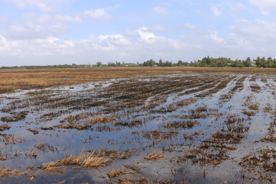 Bộ Công an chỉ đạo chủ động ứng phó xâm nhập mặn và cháy rừng tại miền Nam