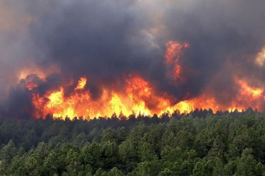 Thái Nguyên tăng cường quản lý, bảo vệ rừng trong cao điểm mùa khô