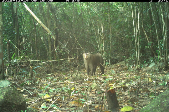 Phát hiện nhiều loài động vật quý hiếm trong rừng bảo vệ di tích Văn hoá thế giới Mỹ Sơn