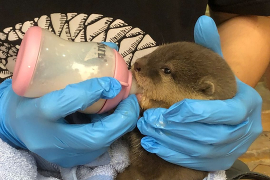 Quảng Trị: Bàn giao cá thể rái cá vuốt bé quý hiếm cho Vườn quốc gia Cúc Phương