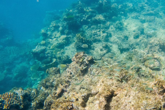 Australia phát hiện quần thể san hô quy mô lớn tại Great Barrier