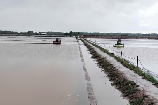 Mưa trái mùa gây thiệt hại hơn 1.200ha muối tại Cà Mau