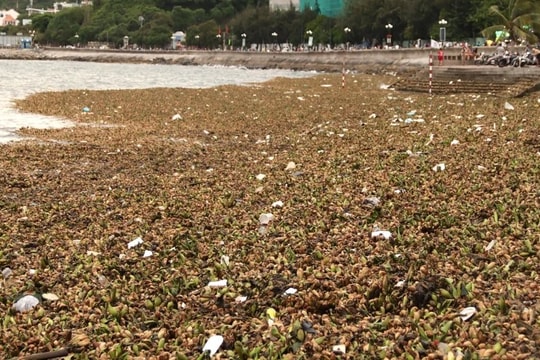 TP.HCM đồng loạt triển khai giải pháp xử lý lục bình và rác thải trôi dạt ven biển