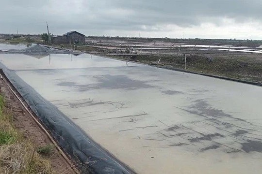 Mưa trái mùa làm thiệt hại hơn 7.500 tấn muối của diêm dân Cà Mau