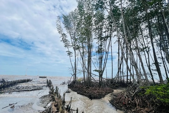 Cà Mau: Xuất hiện 13 điểm sạt lở, đe dọa an toàn giao thông nông thôn