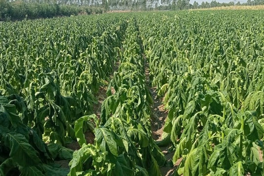 Mưa trái mùa gây thiệt hại 80ha thuốc lá ở Gia Lai