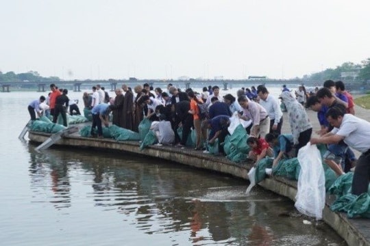 Huế thả gần 140.000 con giống tái tạo nguồn lợi thủy sản sông Hương