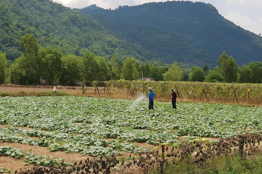 An Giang chủ động ứng phó hạn, mặn để bảo vệ sản xuất