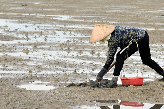 Cảnh báo suy giảm nguồn lợi sá sùng tại Quảng Ninh