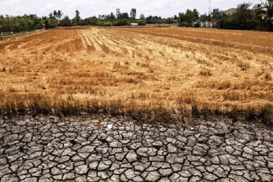 ĐBSCL vào cao điểm mùa khô: Hạn hán, xâm nhập mặn gia tăng