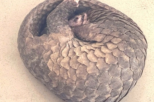 Cần Thơ: Người dân giao nộp cá thể tê tê quý hiếm dài hơn 1m