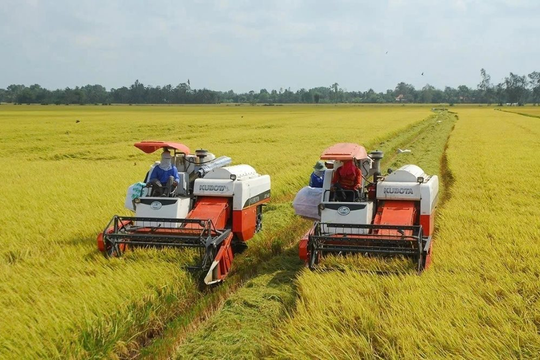 Chủ động bảo đảm đầu ra cho lúa gạo trong bối cảnh mới