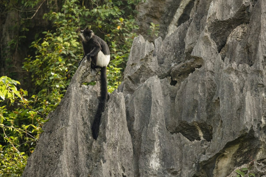 Ninh Bình triển khai dự án thành lập Khu bảo tồn Voọc mông trắng Kim Bảng