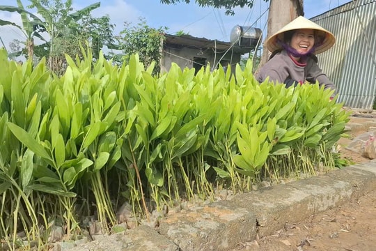 Nghệ An: Phấn đấu hoàn thành 9.500 ha rừng trồng trước tháng 4