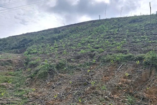 Hơn 34.600 chủ rừng ở Nghệ An được hưởng lợi từ nguồn thu ERPA năm 2025