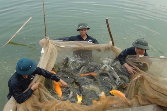 Nhiệt độ đại dương tăng có thể khiến sản lượng thủy sản toàn cầu suy giảm