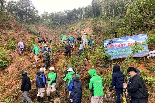 Quảng Trị phát động trồng 100ha rừng bản địa phục hồi diện tích bị sạt lở