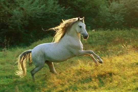 Xem tử vi hôm nay, tử vi 12 con giáp ngày 16/03/2026: Tuổi Tý công việc thuận lợi, cơ hội phát triển cho tuổi Ngọ