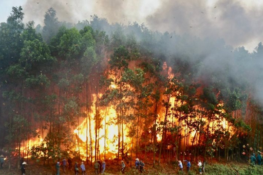 Khánh Hòa tăng cường phòng cháy rừng trong cao điểm mùa khô