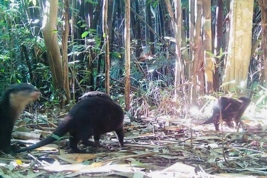 Phát hiện thêm rái cá và chim hồng hoàng quý hiếm tại Vườn quốc gia Chư Mom Ray