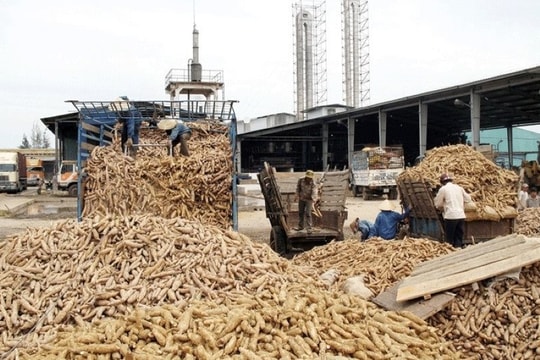 Phạt hơn 4 tỷ đồng, đình chỉ 2 doanh nghiệp tinh bột mì xả thải vượt chuẩn