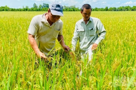 Giá năng lượng tăng cao gây sức ép lớn lên sản xuất và xuất khẩu ngành nông nghiệp