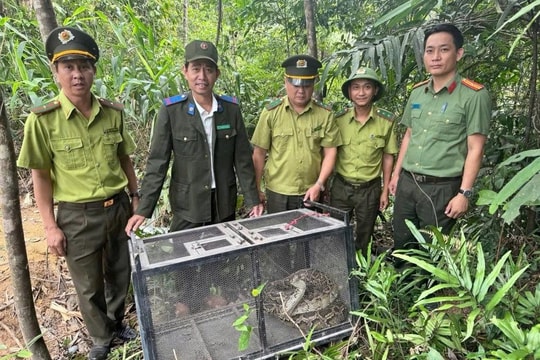 Phát hiện trăn gấm dài hơn 3m bò vào khu dân cư ở Đà Nẵng