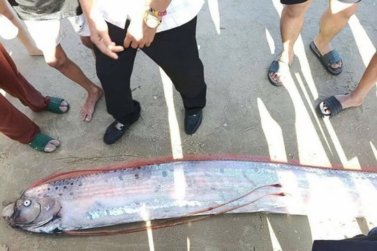 Cá mái chèo dài 4 mét bất ngờ dạt vào bờ biển Lâm Đồng