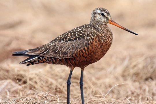 Loài chim bay liền 11.000km đối diện nguy cơ suy giảm nghiêm trọng
